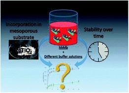 The effect of the buffer solution on the adsorption and stability of horse heart myoglobin on commercial mesoporous titanium dioxide: a matter of the right choice