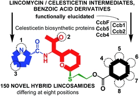 Elucidation of salicylate attachment in celesticetin biosynthesis opens the door to create a library of more efficient hybrid lincosamide antibiotics
