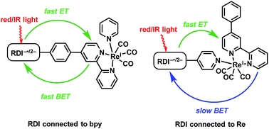 Photoinduced electron transfer from rylenediimide radical anions and dianions to Re(bpy)(CO)3 using red and near-infrared light