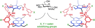 Enantioselective carbohydrate recognition by synthetic lectins in water