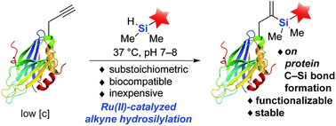Protein modification via alkyne hydrosilylation using a substoichiometric amount of ruthenium(II) catalyst