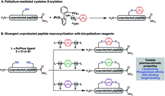 Divergent unprotected peptide macrocyclisation by palladium-mediated cysteine arylation