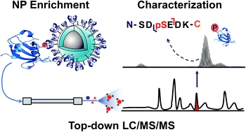 Coupling functionalized cobalt ferrite nanoparticle enrichment with online LC/MS/MS for top-down phosphoproteomics