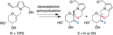 Family-level stereoselective synthesis and biological evaluation of pyrrolomorpholine spiroketal natural product antioxidants