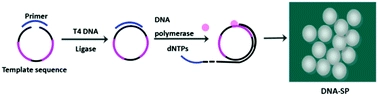 DNA-spheres decorated with magnetic nanocomposites based on terminal transfer reactions for versatile target detection and cellular targeted drug delivery