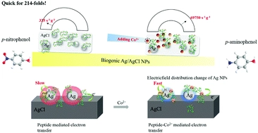 Interface modulation of bacteriogenic Ag/AgCl nanoparticles by boosting the catalytic activity for reduction reactions using Co2+ ions