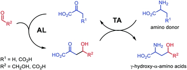 Stereoselective synthesis of [gamma]-hydroxy-[small alpha]-amino acids through aldolase-transaminase recycling cascades