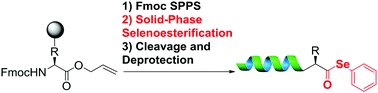 Solid-phase synthesis of peptide selenoesters via a side-chain anchoring strategy