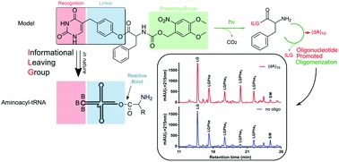 Oligonucleotide promoted peptide bond formation using a tRNA mimicking approach