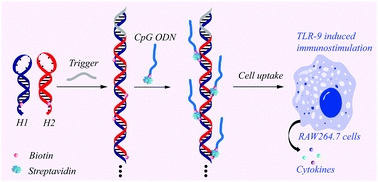 Self-assembled DNA nanocentipedes as multivalent vehicles for enhanced delivery of CpG oligonucleotides