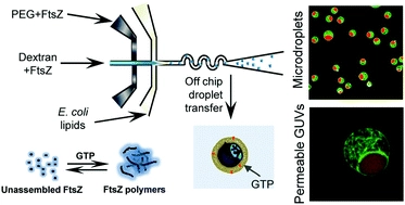 Encapsulation of a compartmentalized cytoplasm mimic within a lipid membrane by microfluidics