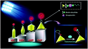 A comparative study of plasmonic-enhanced single-molecule fluorescence induced by gold nanoantennas and its application for illuminating telomerase