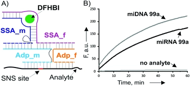 A universal split spinach aptamer (USSA) for nucleic acid analysis and DNA computation