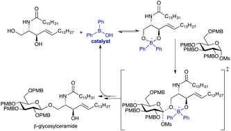 Borinic acid-catalyzed stereo- and site-selective synthesis of [small beta]-glycosylceramides