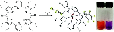 Synthesis and characterization of a dipyriamethyrin-uranyl complex