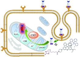 A tumor-specific and mitochondria-targeted fluorescent probe for real-time sensing of hypochlorite in living cells