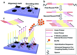 Digitally encoded silica microparticles for multiplexed nucleic acid detection