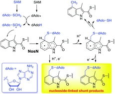 Nucleoside-linked shunt products in the reaction catalyzed by the class C radical S-adenosylmethionine methyltransferase NosN