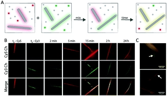 Studying structure and dynamics of self-assembled peptide nanostructures using fluorescence and super resolution microscopy