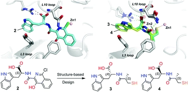 Crystallographic analyses of isoquinoline complexes reveal a new mode of metallo-[small beta]-lactamase inhibition
