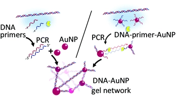 A DNA-gold nanoparticle hybrid hydrogel network prepared by enzymatic reaction