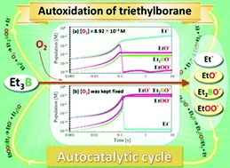 An autocatalytic cycle in autoxidation of triethylborane