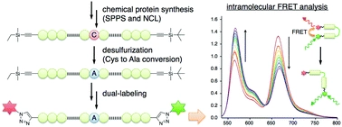 Chemical synthesis of dual labeled proteins via differently protected alkynes enables intramolecular FRET analysis