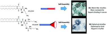 Morphological control of self-assembled multivalent (SAMul) heparin binding in highly competitive media