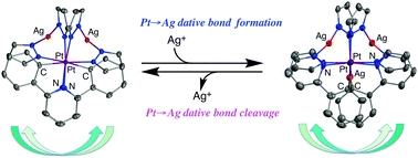 Reversible formation and cleavage of Pt[rightward arrow]Ag dative bonds in a pre-organized cavity of a luminescent heteropolynuclear platinum(II) complex