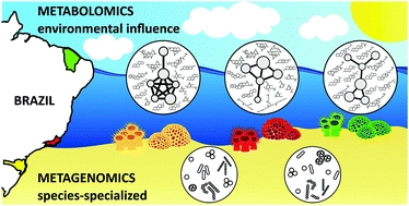 Chemical profiling of two congeneric sea mat corals along the Brazilian coast: adaptive and functional patterns