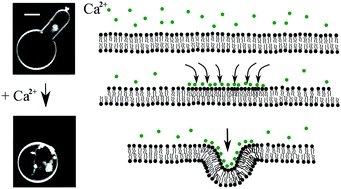 Cations induce shape remodeling of negatively charged phospholipid membranes