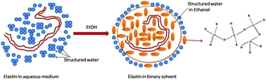 Hydrophobic hydration and anomalous diffusion of elastin in an ethanolic solution