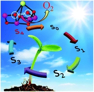 The open-cubane oxo-oxyl coupling mechanism dominates photosynthetic oxygen evolution: a comprehensive DFT investigation on O-O bond formation in the S4 state