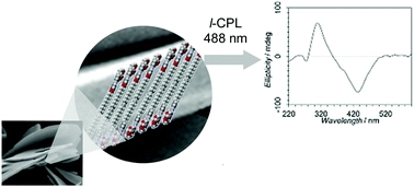 Chiral supramolecular organization from a sheet-like achiral gel: a study of chiral photoinduction