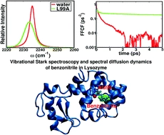 Vibrational Stark spectroscopy for assessing ligand-binding strengths in a protein