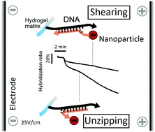 Unzipping and shearing DNA with electrophoresed nanoparticles in hydrogels