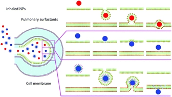 Transport of nanoparticles across pulmonary surfactant monolayer: a molecular dynamics study