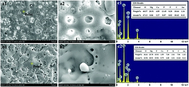Preparation and characterization of a calcium-phosphate-silicon coating on a Mg-Zn-Ca alloy via two-step micro-arc oxidation