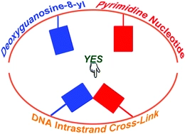 DNA intrastrand cross-links induced by the purine-type deoxyguanosine-8-yl radical: a DFT study