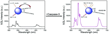An upconversion nanoparticle-based fluorescence resonance energy transfer system for effectively sensing caspase-3 activity