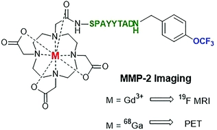 Towards an MMP-2-activated molecular agent for cancer imaging