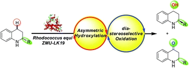 Enantioselective synthesis of 1,2,3,4-tetrahydroquinoline-4-ols and 2,3-dihydroquinolin-4(1H)-ones via a sequential asymmetric hydroxylation/diastereoselective oxidation process using Rhodococcus equi ZMU-LK19