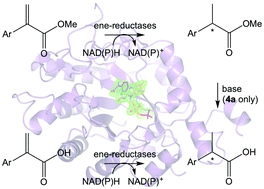 Structural insights into the ene-reductase synthesis of profens