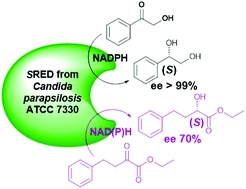 A carbonyl reductase from Candida parapsilosis ATCC 7330: substrate selectivity and enantiospecificity