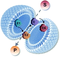 Spatial organization of multi-enzyme biocatalytic cascades