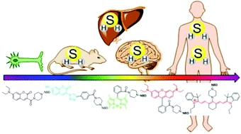 Thiolysis of NBD-based dyes for colorimetric and fluorescence detection of H2S and biothiols: design and biological applications