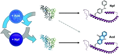 Improving target amino acid selectivity in a permissive aminoacyl tRNA synthetase through counter-selection