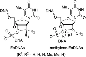 Synthesis, duplex-forming ability, enzymatic stability, and in vitro antisense potency of oligonucleotides including 2[prime or minute]-C,4[prime or minute]-C-ethyleneoxy-bridged thymidine derivatives
