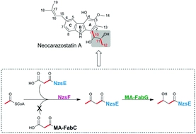Dissection of the neocarazostatin: a C4 alkyl side chain biosynthesis by in vitro reconstitution