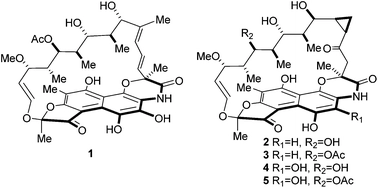 Rifamorpholines A-E, potential antibiotics from locust-associated actinobacteria Amycolatopsis sp. Hca4